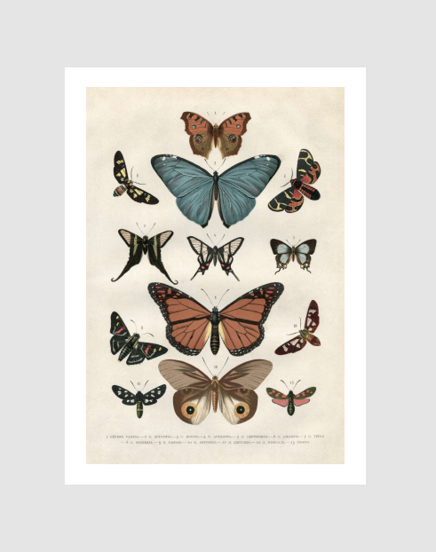 Butterfly Vintage