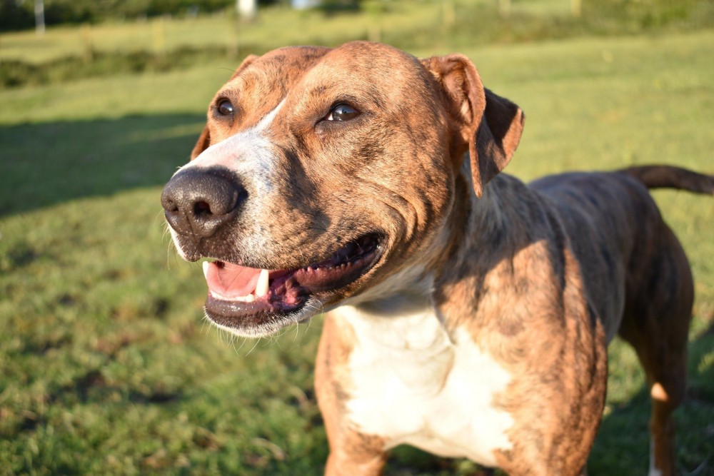 Imagen de Max, el perro en adopción.