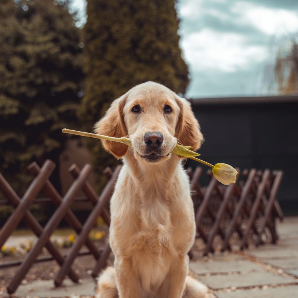 Imagen de un perro sujetando una flor.