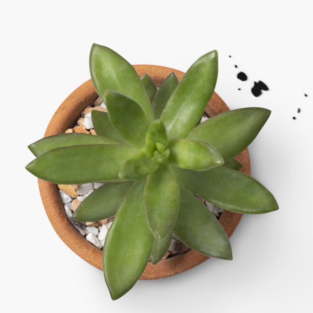 Haworthiopsis fasciata