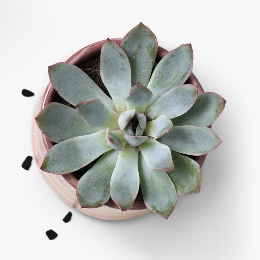 Echeveria elegans