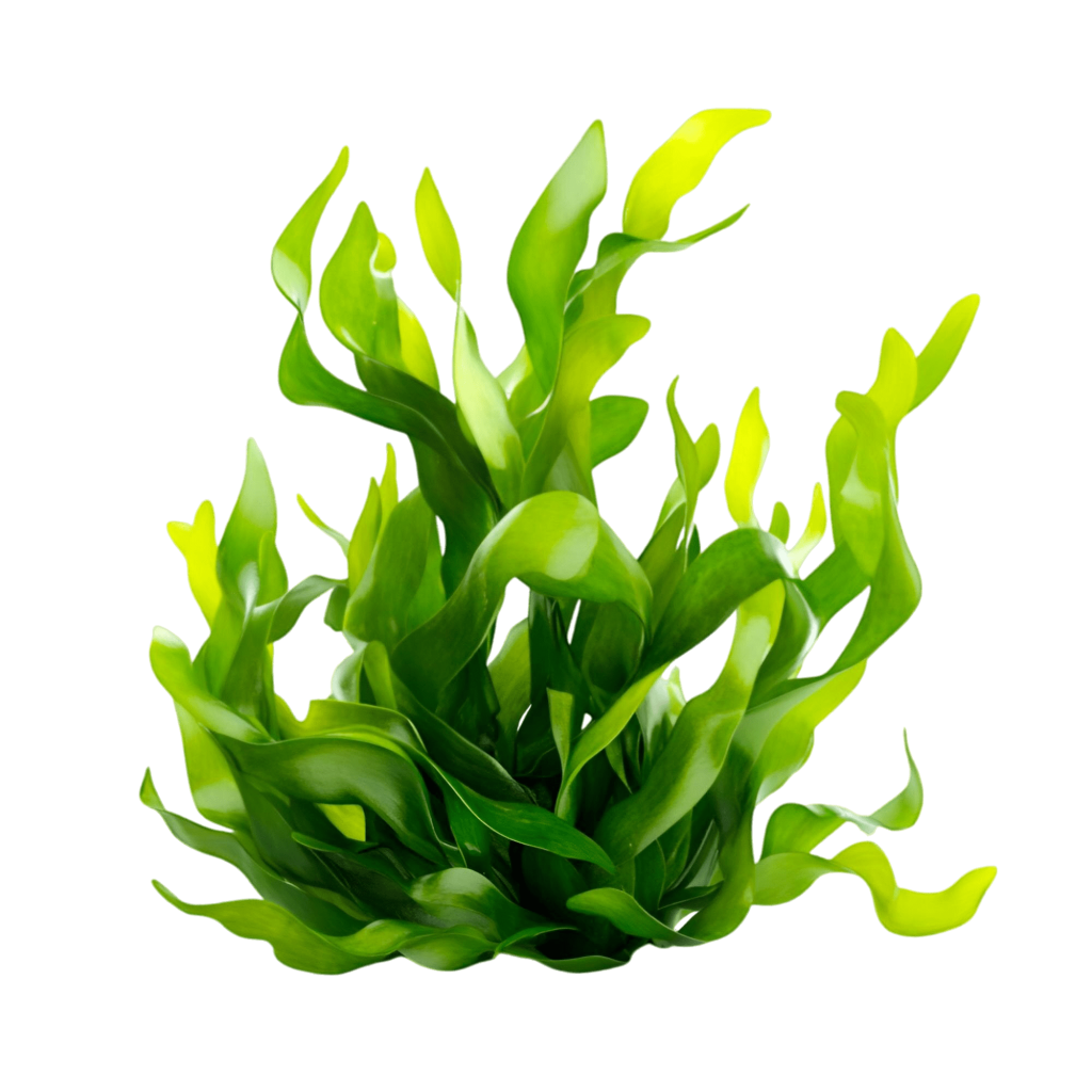 Alga