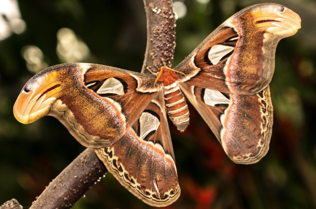 mariposa