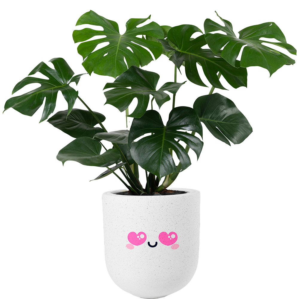 Imagen de una Monstera deliciosa