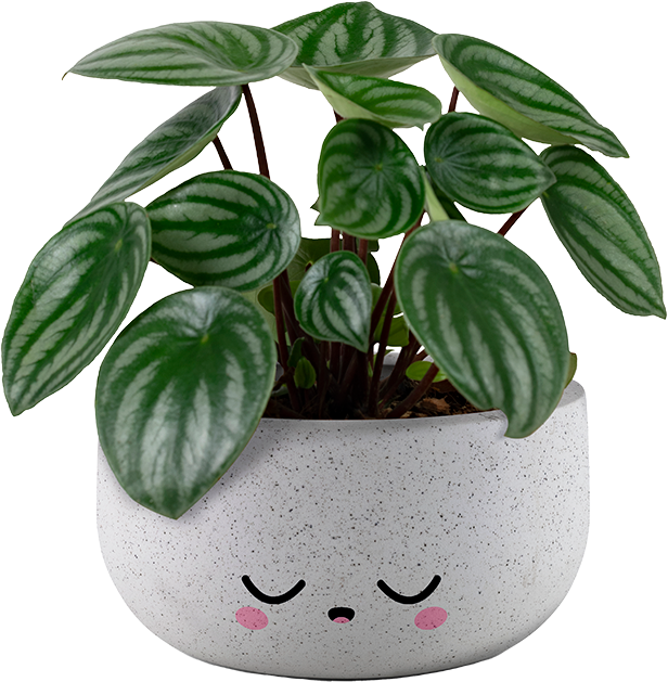 Imagen de una Dieffenbachia