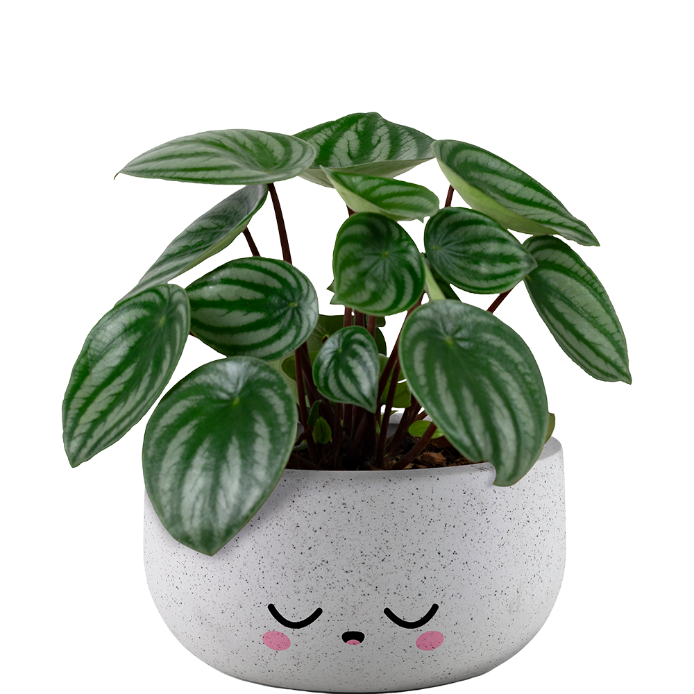 Imagen de una Dieffenbachia