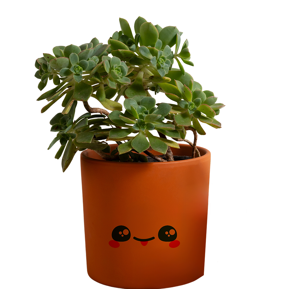 Imagen de un Sedum