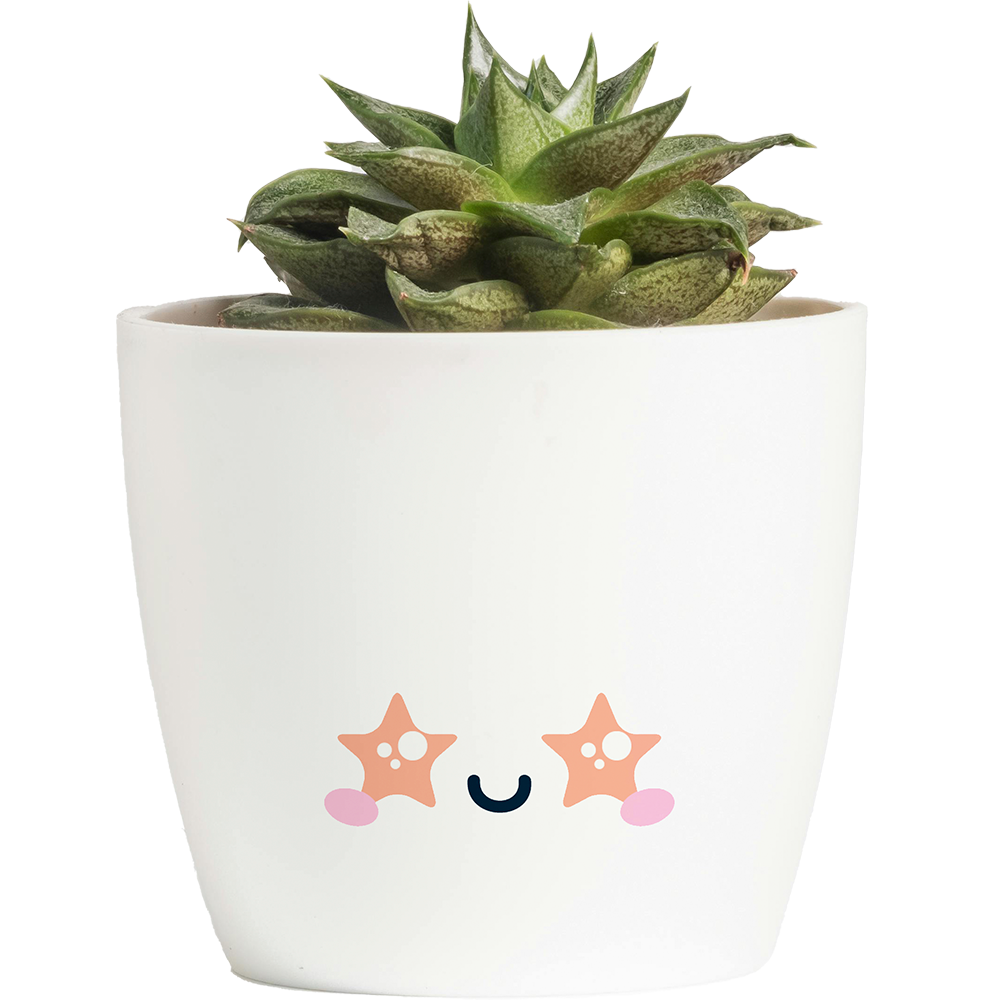 Imagen de una Echeveria