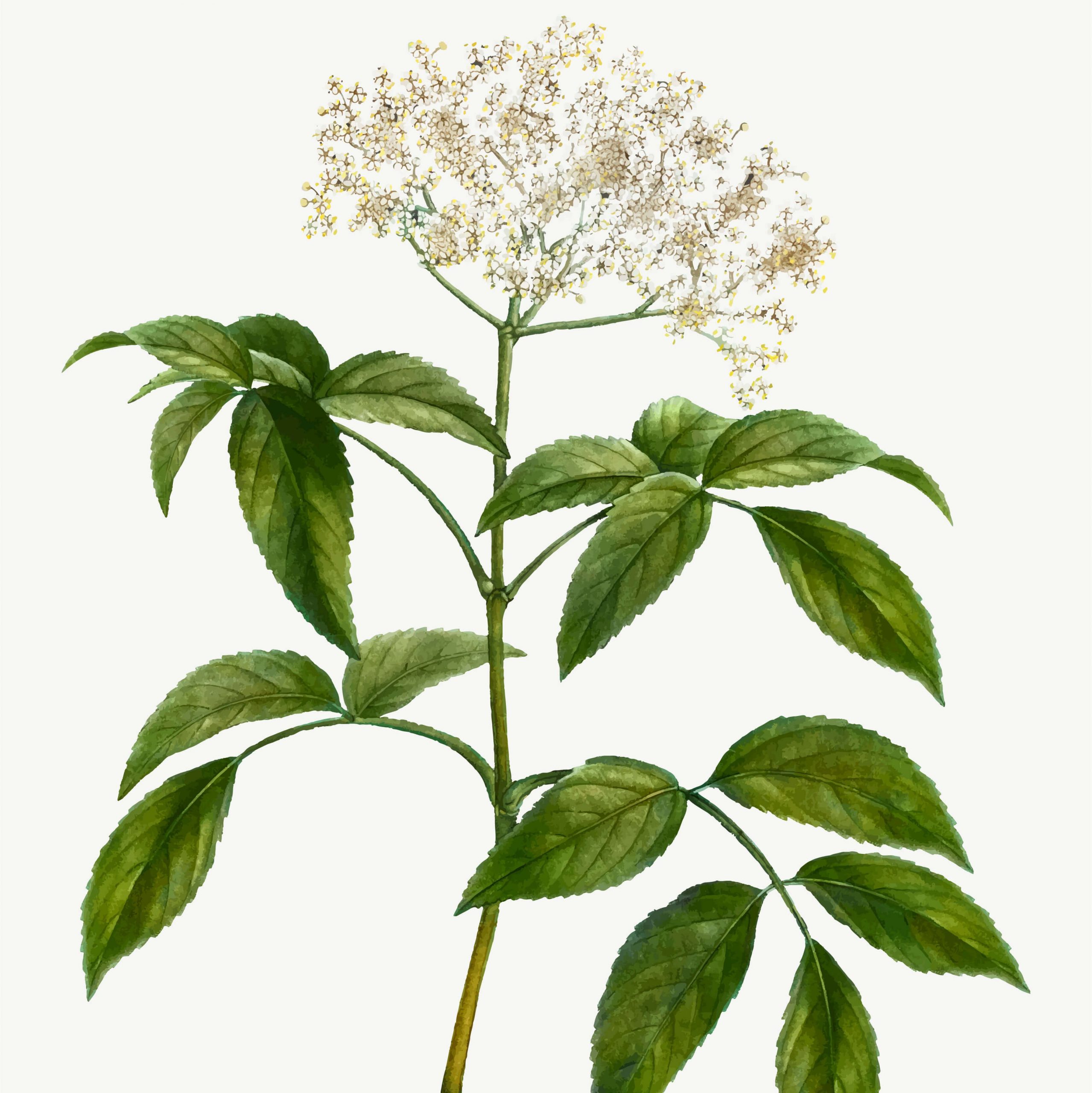 Quinoa