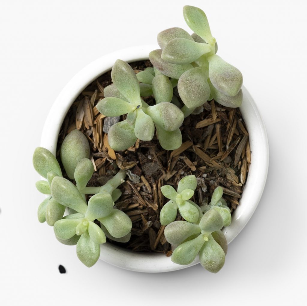 Zamioculcas