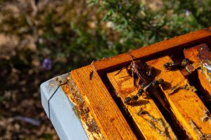 L'Apicultura: El Pilar de l'Ecosistema.