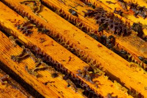L'Apicultura: El Pilar de l'Ecosistema.