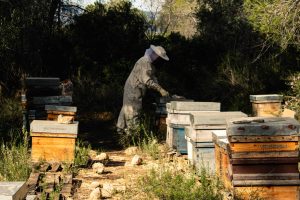 L'Apicultura: El Pilar de l'Ecosistema.