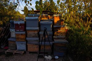 L'Apicultura: El Pilar de l'Ecosistema.
