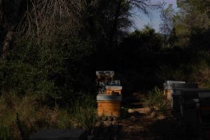 L'Apicultura: El Pilar de l'Ecosistema.