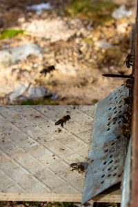 L'Apicultura: El Pilar de l'Ecosistema.